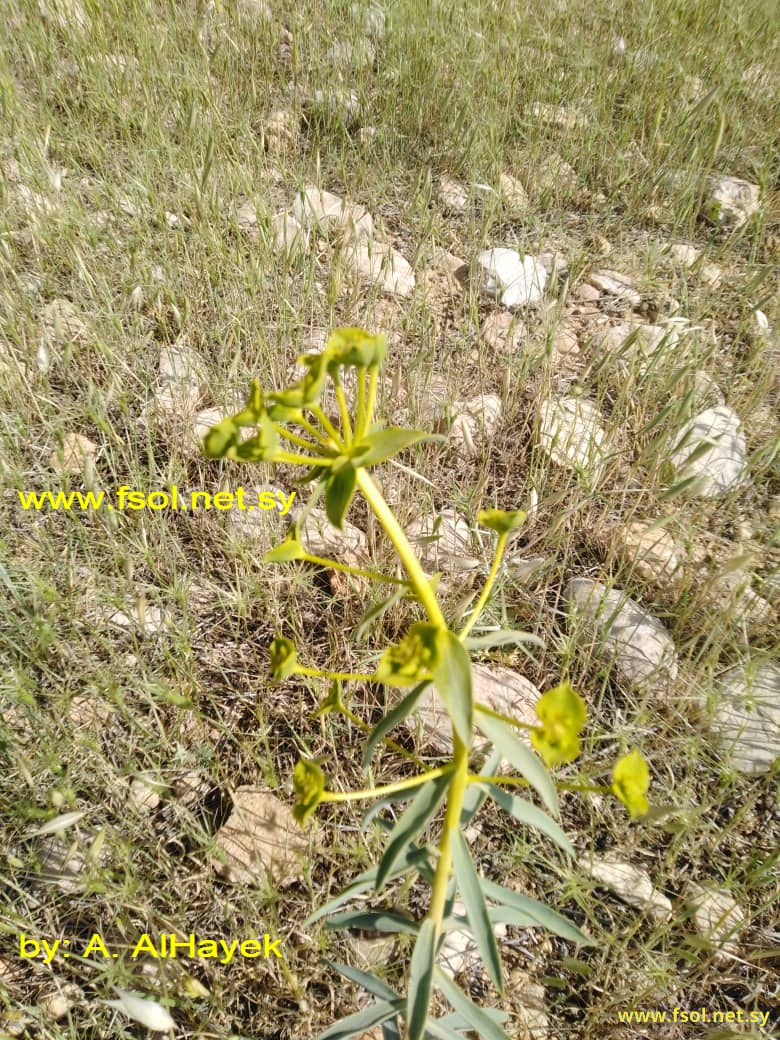 Euphorbia macroclada Boiss.